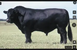 US Angus Beef