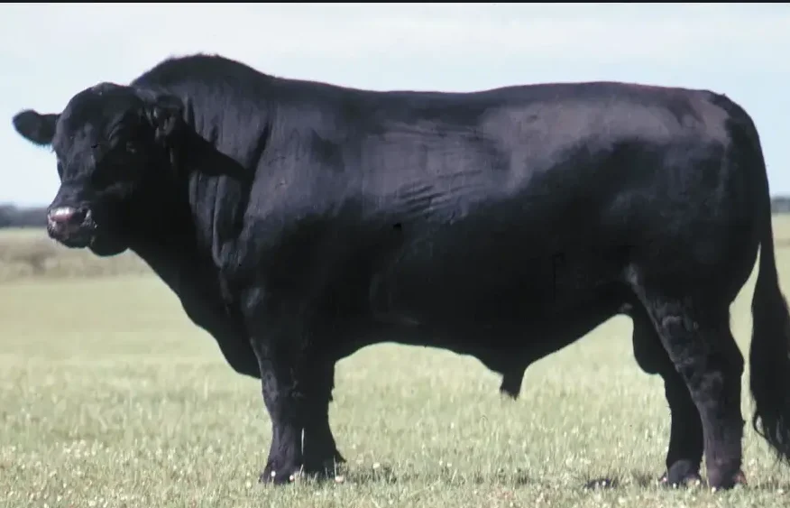 US Angus Beef